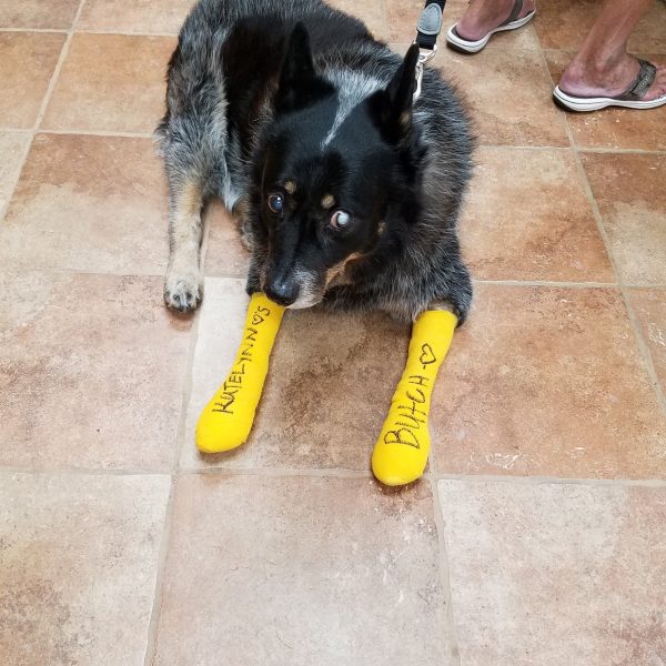 Butch loves seeing his favorite technician, Katelynn, twice a week for laser treatment and bandage changes.