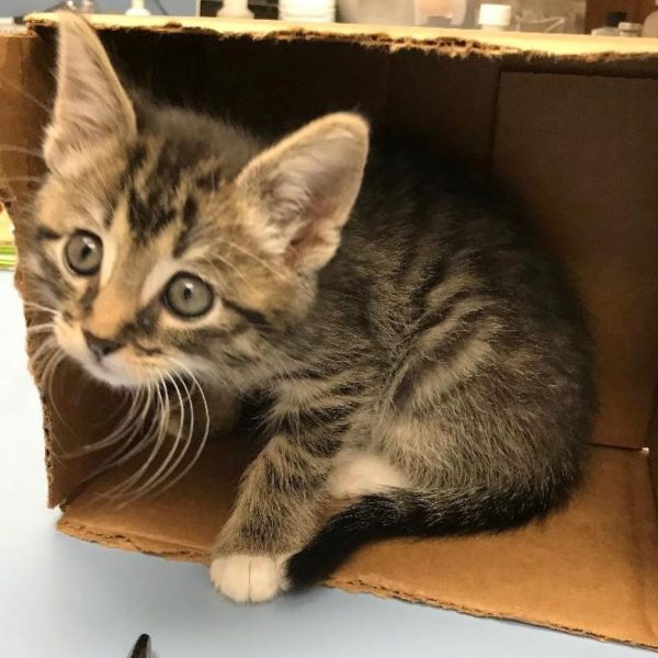 With a full tummy, Leo retreats to his box. Sweet boy!