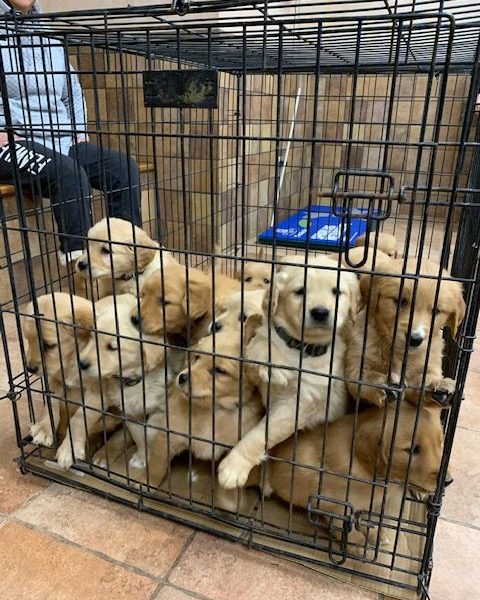 2 litters of Golden Retriever puppies brought the sunshine this day!