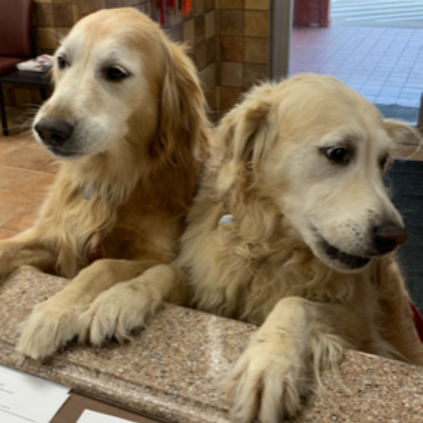 Sally and Lucy for treats please!